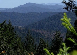 trees killed with imazapyr